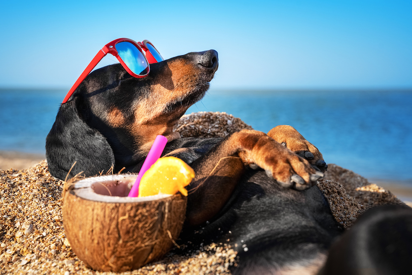 pets on holiday